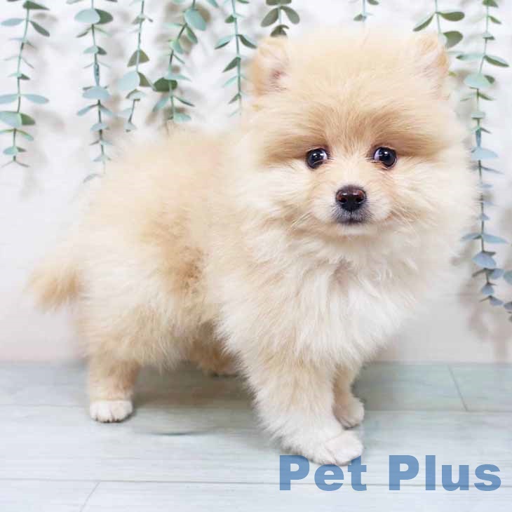 千葉県のポメラニアン (ペットプラス 木更津店/2025年9月30日生まれ/女の子/クリームホワイト)の子犬の1枚目の画像