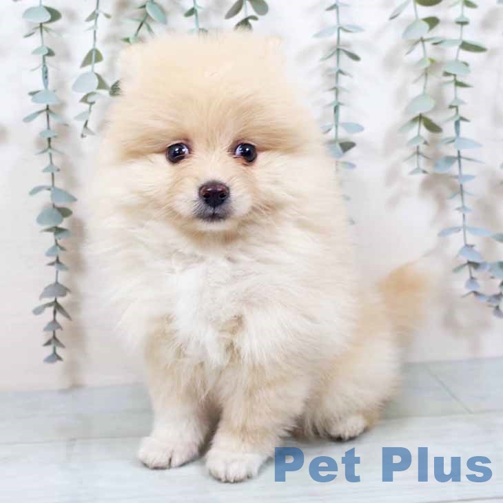 千葉県のポメラニアン (ペットプラス 木更津店/2025年9月30日生まれ/女の子/クリームホワイト)の子犬の2枚目の画像