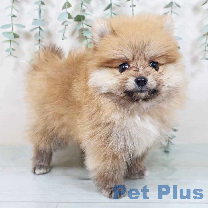 宮城県のポメラニアン (ペットプラス 名取店/2025年9月30日生まれ/女の子/オレンジホワイト)の子犬