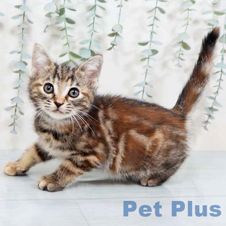 奈良県のアメリカンショートヘアー (ペットプラス 大和郡山店/2025年10月1日生まれ/女の子/ブラウンパッチドタビー)の子猫の1枚目の画像