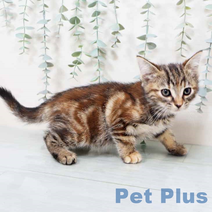 奈良県のアメリカンショートヘアー (ペットプラス 大和郡山店/2025年10月1日生まれ/女の子/ブラウンパッチドタビー)の子猫の2枚目の画像