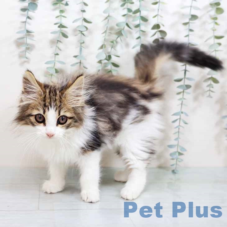 大阪府のノルウェージャンフォレストキャット (ペットプラス 松原店/2025年9月5日生まれ/女の子/ブラウンタビーホワイト)の子猫の1枚目の画像