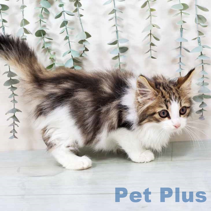 大阪府のノルウェージャンフォレストキャット (ペットプラス 松原店/2025年9月5日生まれ/女の子/ブラウンタビーホワイト)の子猫の2枚目の画像