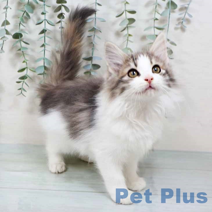 奈良県のノルウェージャンフォレストキャット (ペットプラス 大和郡山店/2025年9月5日生まれ/女の子/ブルーパッチドタビーホワイト)の子猫の1枚目の画像