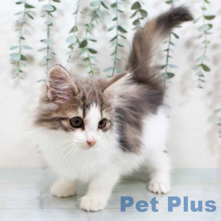 奈良県のノルウェージャンフォレストキャット (ペットプラス 大和郡山店/2025年9月5日生まれ/女の子/ブルーパッチドタビーホワイト)の子猫の2枚目の画像