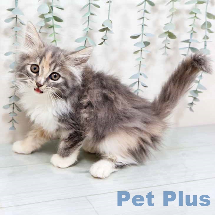 熊本県のノルウェージャンフォレストキャット (ペットプラス 熊本店/2025年9月13日生まれ/女の子/ブルーパッチドタビーホワイト)の子猫の1枚目の画像