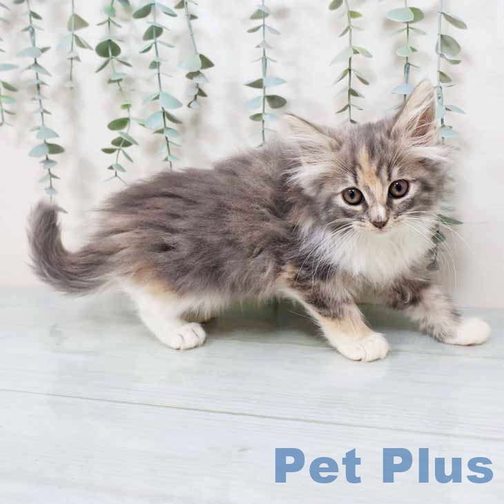 熊本県のノルウェージャンフォレストキャット (ペットプラス 熊本店/2025年9月13日生まれ/女の子/ブルーパッチドタビーホワイト)の子猫の2枚目の画像