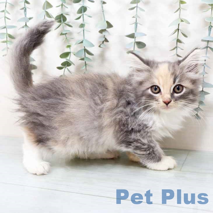 長崎県のノルウェージャンフォレストキャット (ペットプラス 長崎店/2025年9月13日生まれ/女の子/ダイリュートキャリコ)の子猫の1枚目の画像