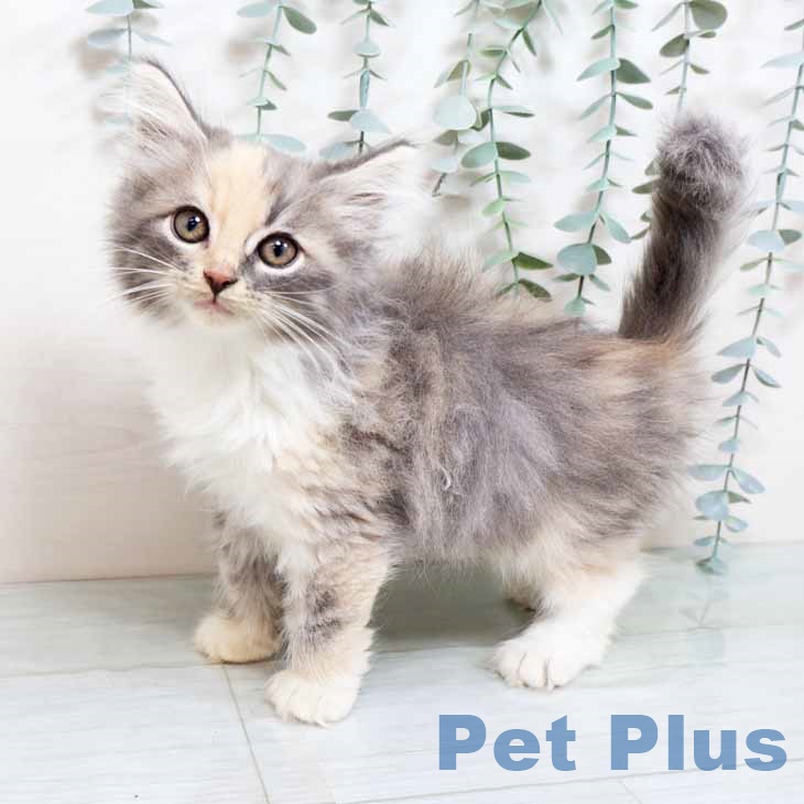 長崎県のノルウェージャンフォレストキャット (ペットプラス 長崎店/2025年9月13日生まれ/女の子/ダイリュートキャリコ)の子猫の2枚目の画像