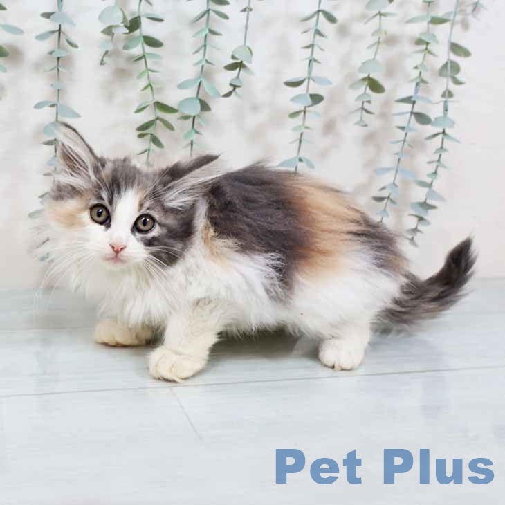 福岡県のノルウェージャンフォレストキャット (ペットプラス 小倉南店/2025年9月13日生まれ/女の子/ダイリュートキャリコ)の子猫