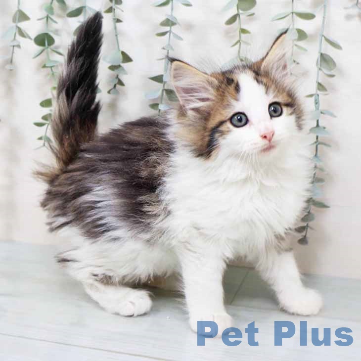 ノルウェージャンフォレストキャットの写真2