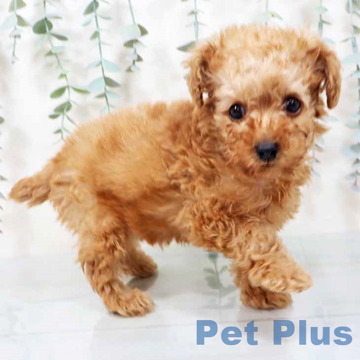 トイ・プードル