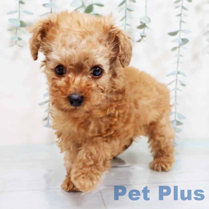 トイ・プードル