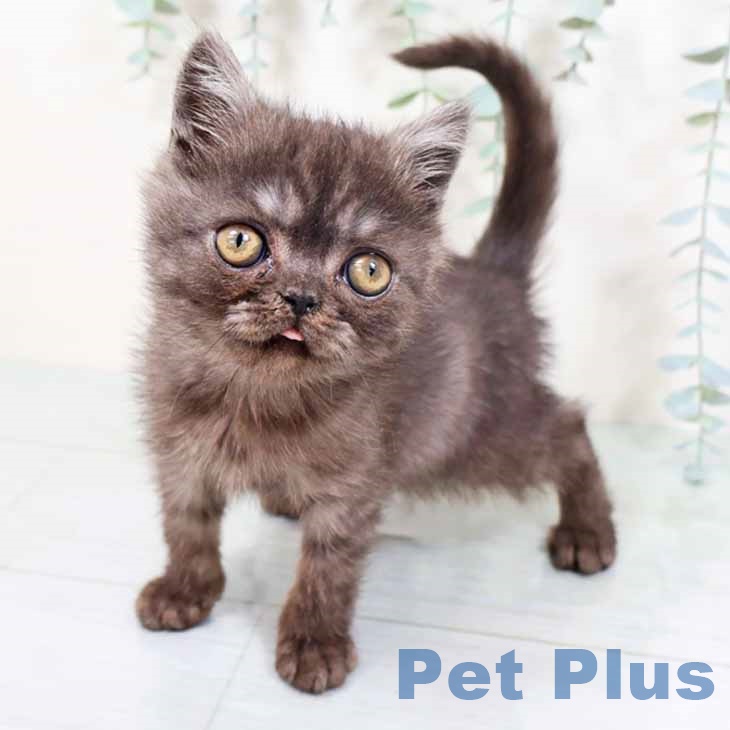 エキゾチック・ショートヘア