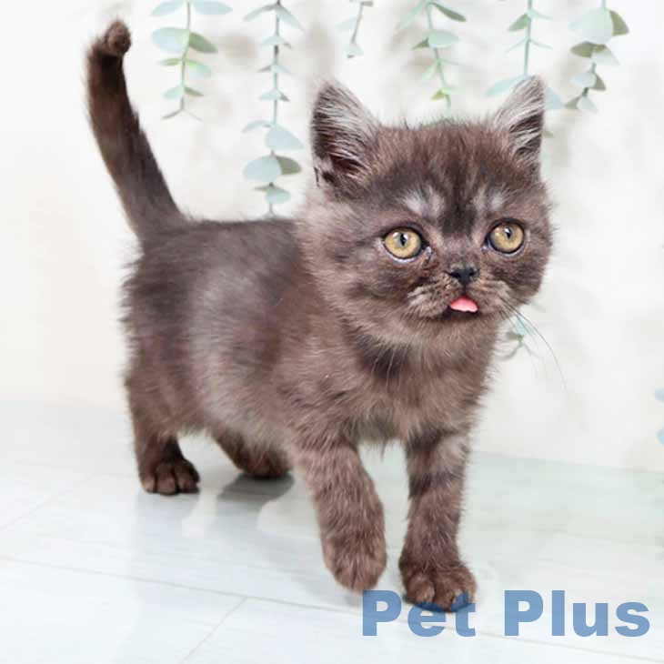 エキゾチック・ショートヘア