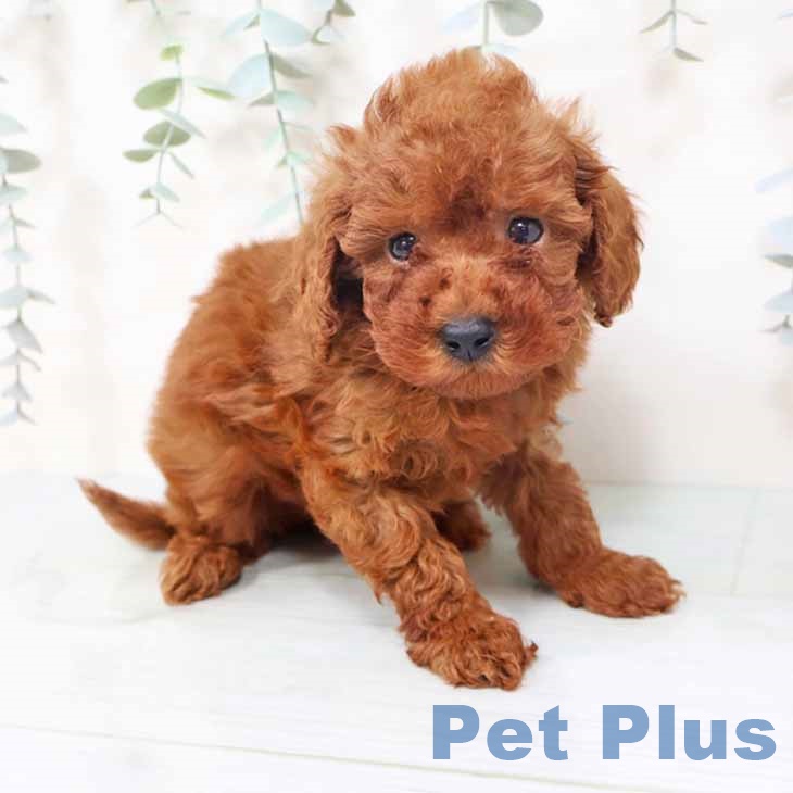 トイ・プードル