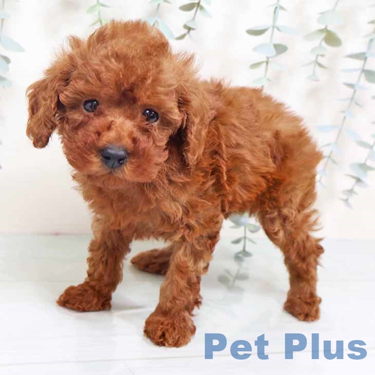 トイ・プードル