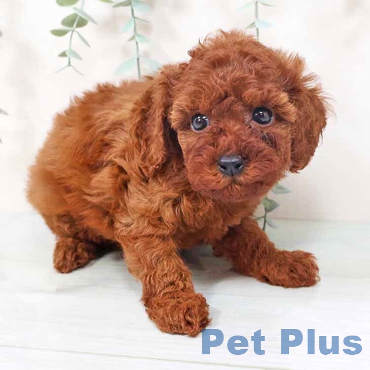 大阪府のトイプードル(トイ) (ペットプラス 堺鉄砲町店/2025年10月2日生まれ/女の子/レッド)の子犬の1枚目の画像