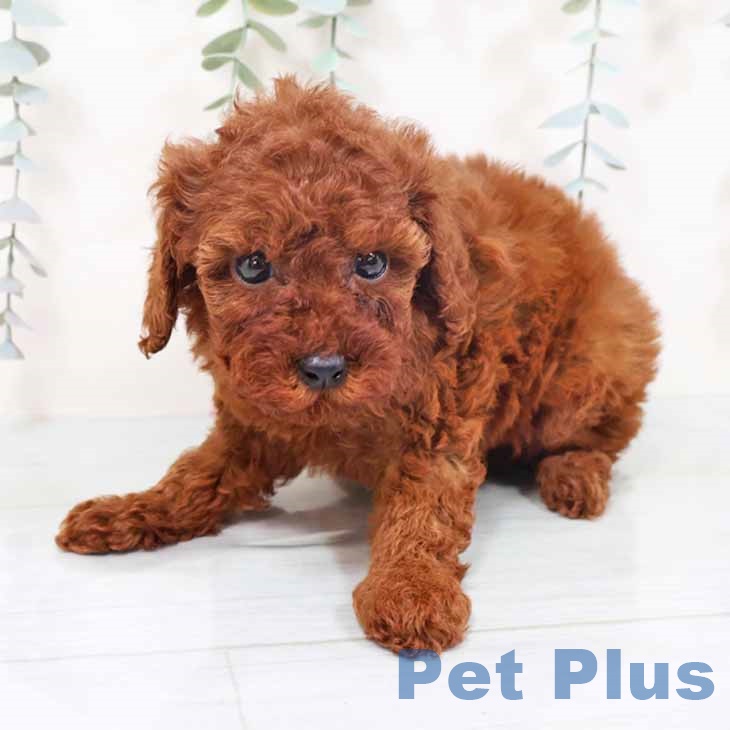 大阪府のトイプードル(トイ) (ペットプラス 堺鉄砲町店/2025年10月2日生まれ/女の子/レッド)の子犬の2枚目の画像