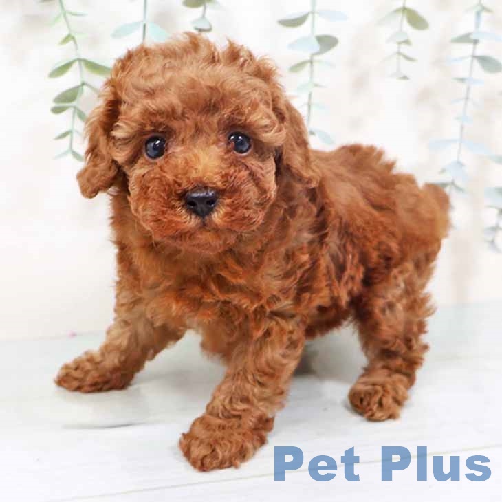 新潟県のトイプードル(トイ) (ペットプラス 新潟南店/2025年10月2日生まれ/女の子/レッド)の子犬の1枚目の画像