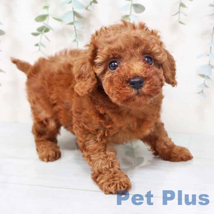 新潟県のトイプードル(トイ) (ペットプラス 新潟南店/2025年10月2日生まれ/女の子/レッド)の子犬の2枚目の画像