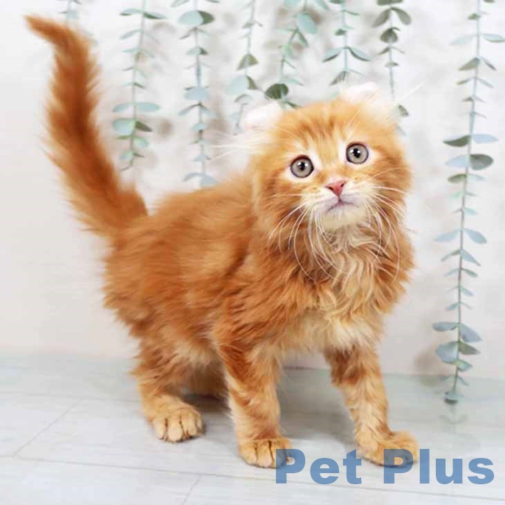 大阪府のアメリカンカール (ペットプラス イオン大日店/2025年9月29日生まれ/男の子/レッドタビー)の子猫の1枚目の画像