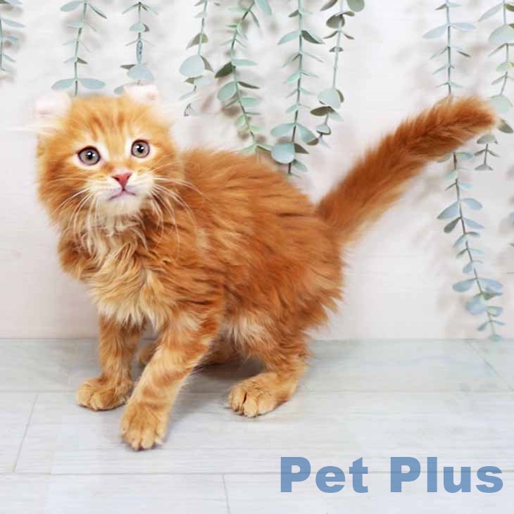 大阪府のアメリカンカール (ペットプラス イオン大日店/2025年9月29日生まれ/男の子/レッドタビー)の子猫の2枚目の画像