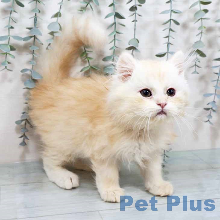 福岡県のラガマフィン (ペットプラス ららぽーと福岡店/2025年9月17日生まれ/男の子/クリームタビーホワイト)の子猫の1枚目の画像