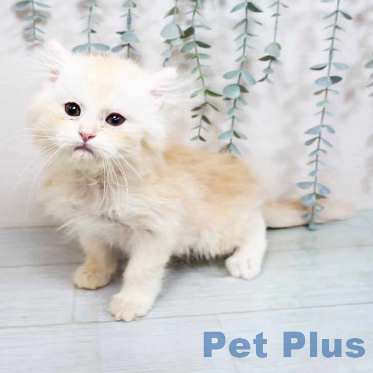 福岡県のラガマフィン (ペットプラス ららぽーと福岡店/2025年9月17日生まれ/男の子/クリームタビーホワイト)の子猫の2枚目の画像