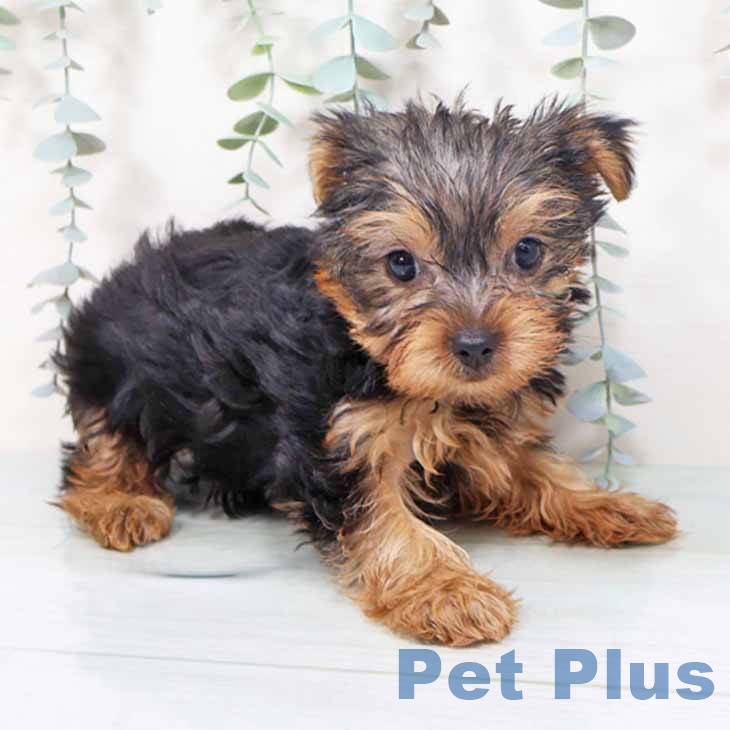 ヨークシャー・テリア