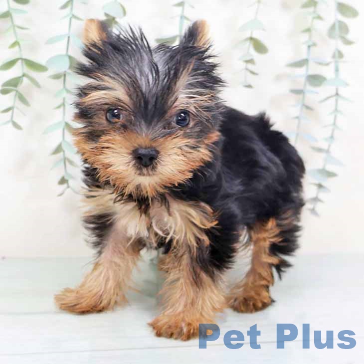 ヨークシャー・テリア