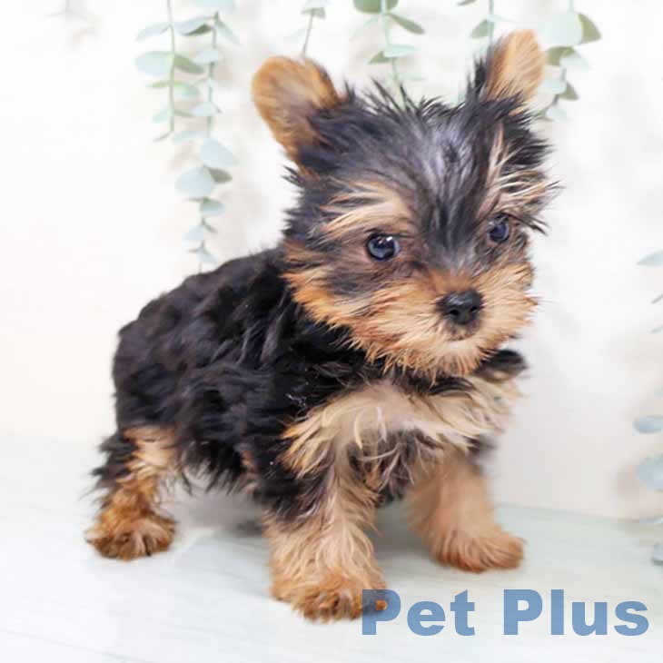 ヨークシャー・テリア