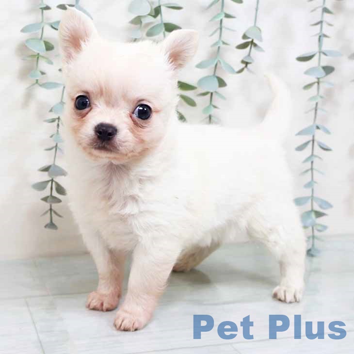 京都府のチワワ(ロング) (ペットプラス 京都桂川店/2025年10月2日生まれ/男の子/ホワイトクリーム)の子犬