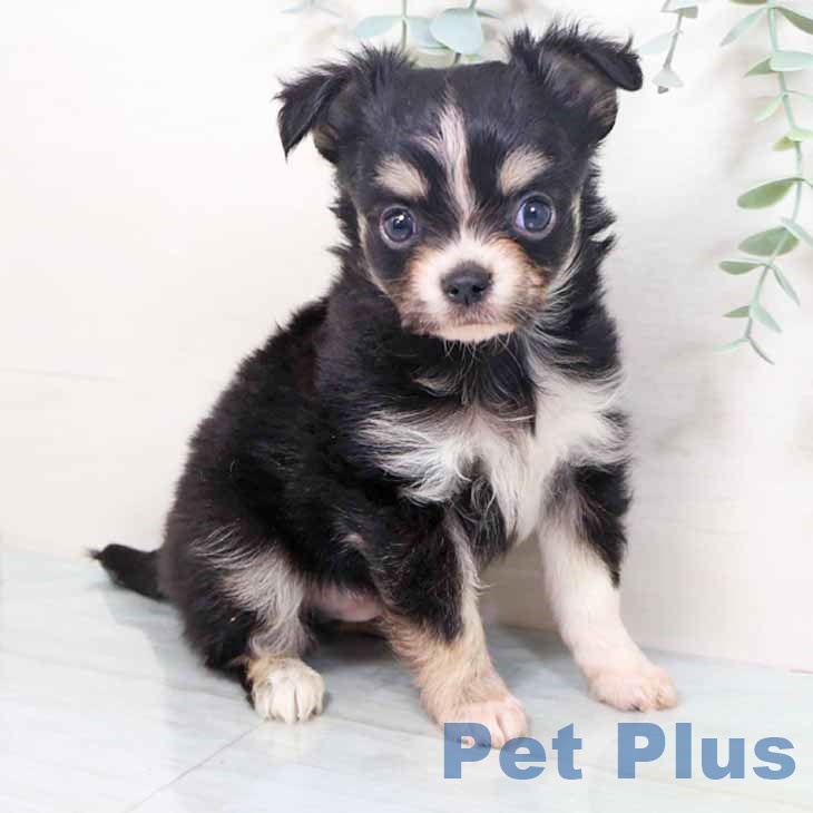大阪府のチワワ(ロング) (ペットプラス イオン大日店/2025年10月2日生まれ/男の子/ブラックタンホワイト)の子犬の1枚目の画像