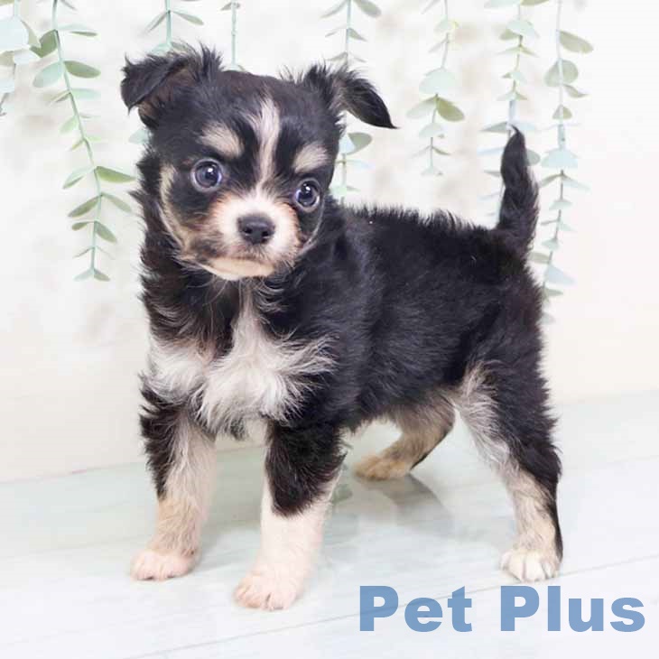 大阪府のチワワ(ロング) (ペットプラス イオン大日店/2025年10月2日生まれ/男の子/ブラックタンホワイト)の子犬の2枚目の画像