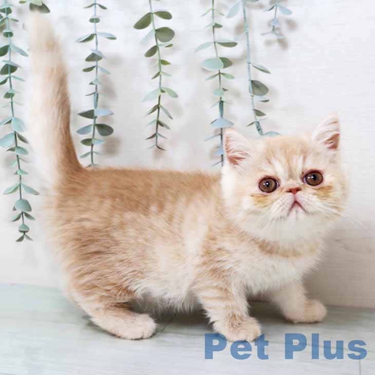 兵庫県のエキゾチック (ペットプラス 神戸三宮店/2025年9月25日生まれ/女の子/クリームタビー)の子猫の1枚目の画像