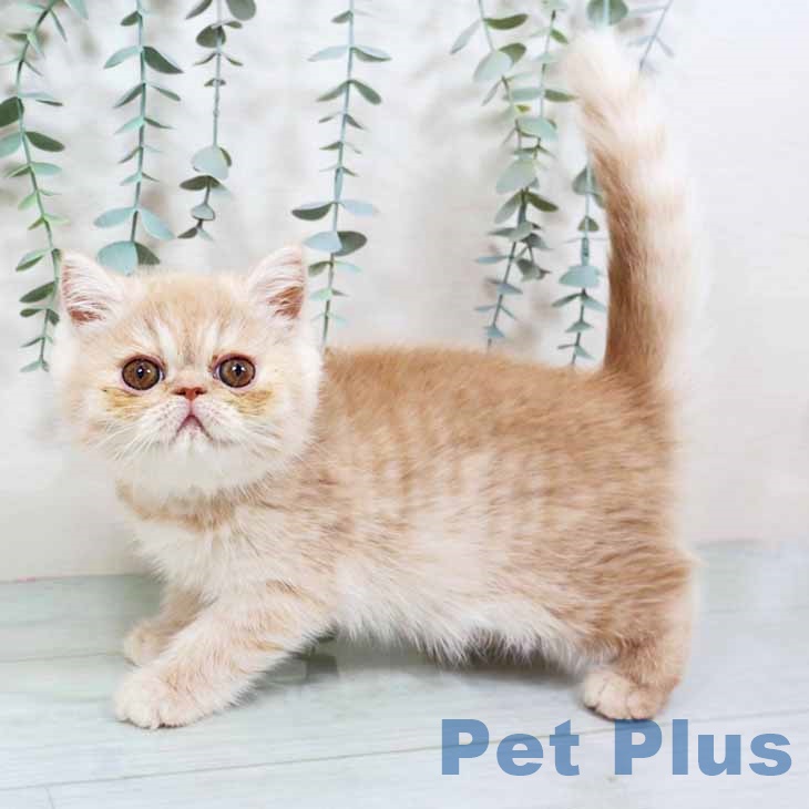 兵庫県のエキゾチック (ペットプラス 神戸三宮店/2025年9月25日生まれ/女の子/クリームタビー)の子猫の2枚目の画像