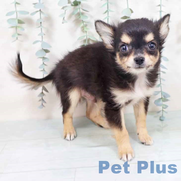 大阪府のチワワ(ロング) (ペットプラス 大阪ドームシティ店/2025年10月1日生まれ/男の子/ブラックタンホワイト)の子犬