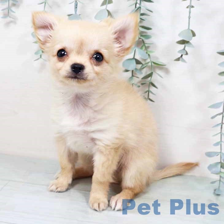 京都府のチワワ(ロング) (ペットプラス 久御山店/2025年10月1日生まれ/男の子/クリーム)の子犬