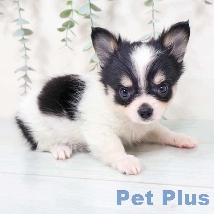 兵庫県のチワワ(ロング) (ペットプラス 明石店/2025年10月1日生まれ/男の子/ホワイトブラックタン)の子犬の1枚目の画像