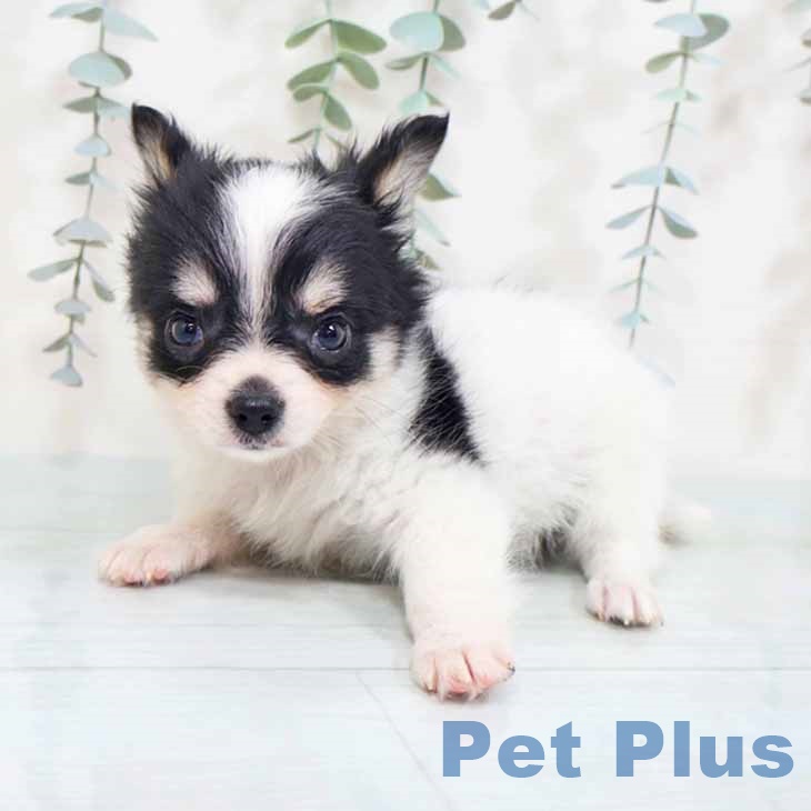 兵庫県のチワワ(ロング) (ペットプラス 明石店/2025年10月1日生まれ/男の子/ホワイトブラックタン)の子犬の2枚目の画像