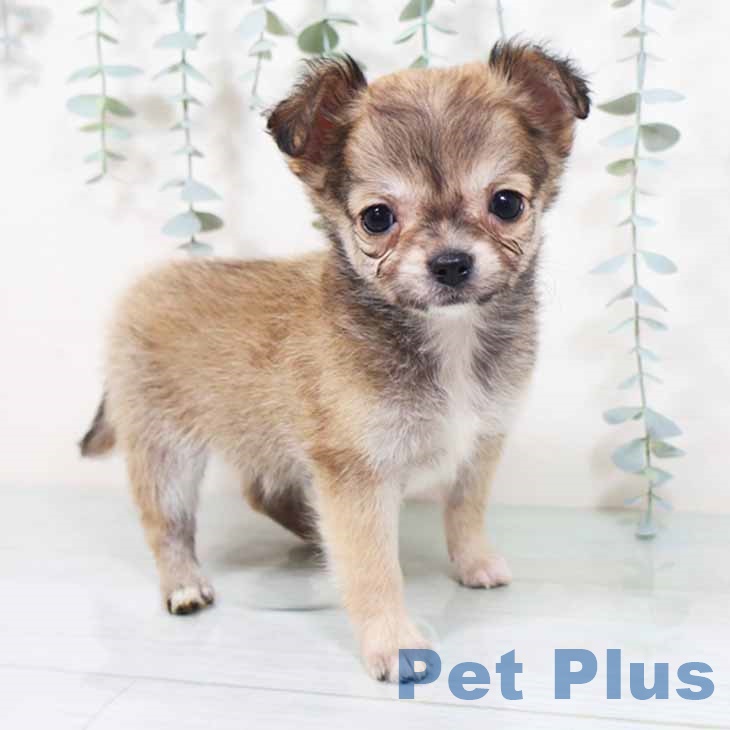 大阪府のチワワ(ロング) (ペットプラス ららぽーと和泉店/2025年10月1日生まれ/女の子/フォーン)の子犬の1枚目の画像