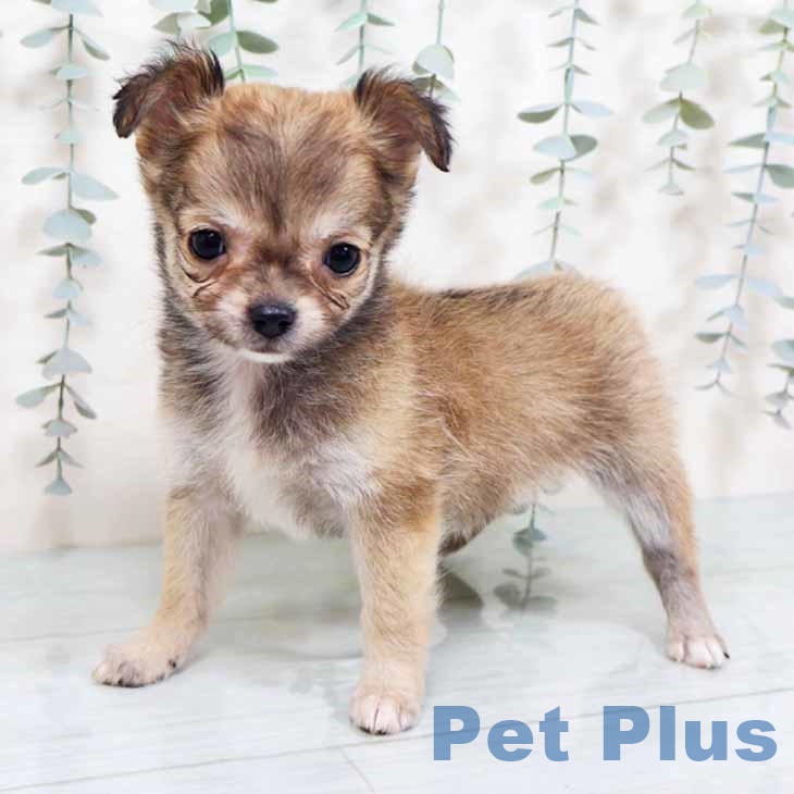 大阪府のチワワ(ロング) (ペットプラス ららぽーと和泉店/2025年10月1日生まれ/女の子/フォーン)の子犬の2枚目の画像