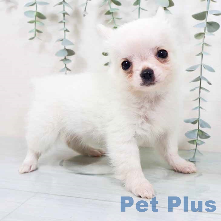 兵庫県のチワワ(ロング) (ペットプラス 明石店/2025年10月1日生まれ/女の子/ホワイトクリーム)の子犬の1枚目の画像