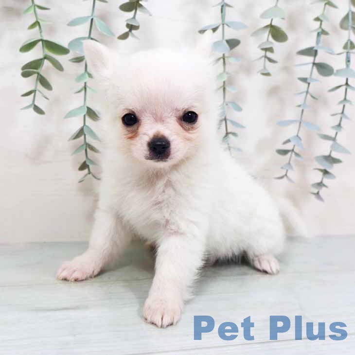 兵庫県のチワワ(ロング) (ペットプラス 明石店/2025年10月1日生まれ/女の子/ホワイトクリーム)の子犬の2枚目の画像