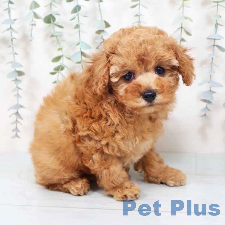 トイ・プードル