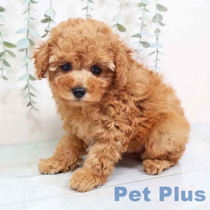 トイ・プードル