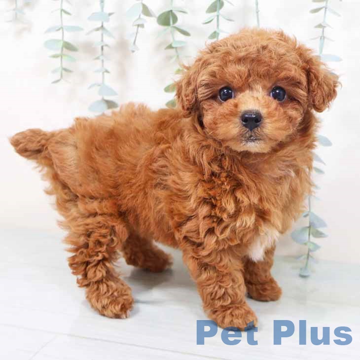 兵庫県のトイプードル(トイ) (ペットプラス 神戸三宮店/2025年10月3日生まれ/女の子/アプリコット)の子犬の1枚目の画像
