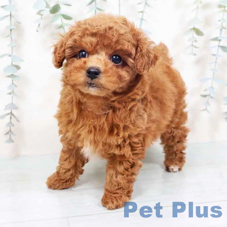 兵庫県のトイプードル(トイ) (ペットプラス 神戸三宮店/2025年10月3日生まれ/女の子/アプリコット)の子犬の2枚目の画像