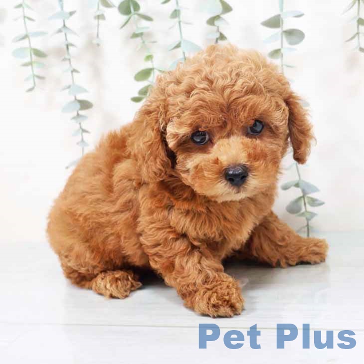 トイ・プードル